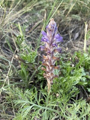 Orobanche coerulescens