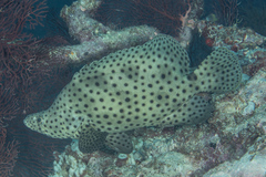 Chromileptes altivelis