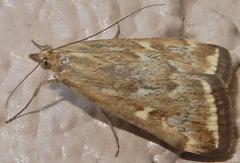 Loxostege munroealis
