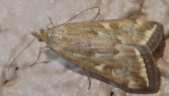 Loxostege munroealis