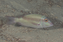 Lethrinus erythropterus