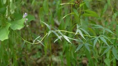 Delphinium exaltatum