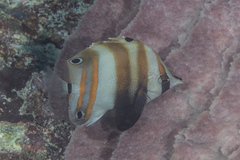 Coradion melanopus