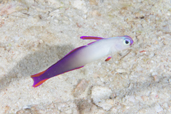 Nemateleotris decora