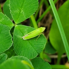 Draeculacephala angulifera