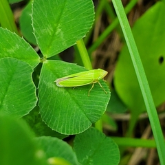 Draeculacephala angulifera