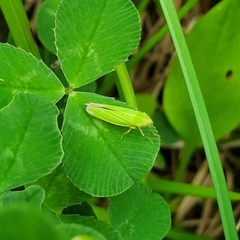 Draeculacephala angulifera