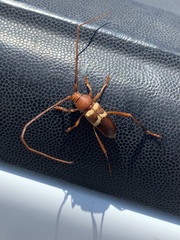 Aethecerinus wilsonii