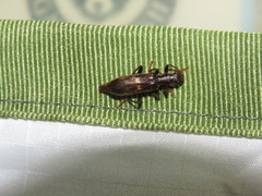 Cymatodera flavosignata