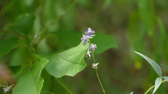 Delphinium exaltatum