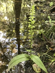 Platanthera flava flava
