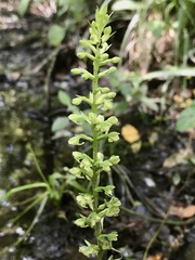Platanthera flava flava