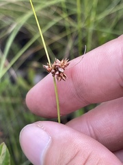 Rhynchospora plumosa