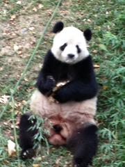 Ailuropoda melanoleuca