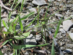 Ophiogomphus rupinsulensis
