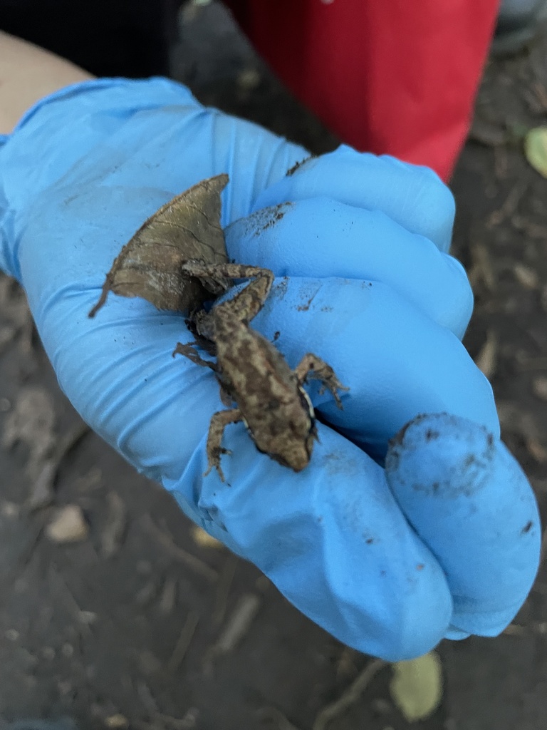 Wood Frog from Sibbald Point Provincial Park, Sutton West, ON, CA on August 13, 2021 at 0735 PM