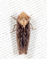 Paraphlepsius fulvidorsum