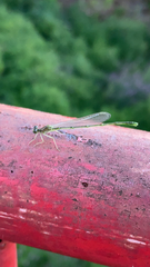 Enallagma vesperum