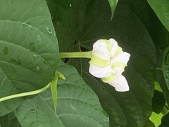 Ipomoea alba