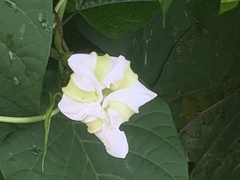 Ipomoea alba