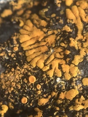 Variospora thallincola