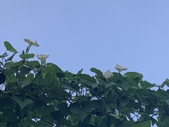 Ipomoea alba
