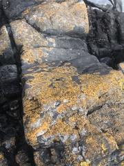 Variospora thallincola