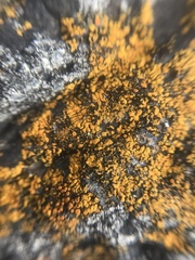 Variospora thallincola