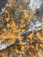 Variospora thallincola