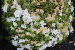 Rhododendron mucronatum