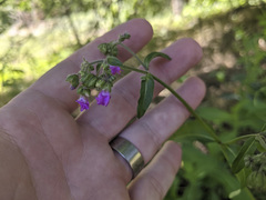 Mirabilis comata
