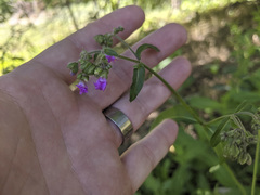 Mirabilis comata