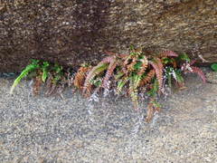 Adiantum hispidulum hispidulum