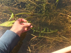 Potamogeton richardsonii