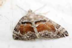 Dysstroma hersiliata