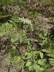 Agastache pallidiflora