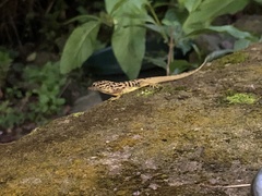 Anolis sabanus