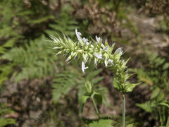 Agastache pallidiflora