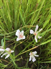 Limnanthes