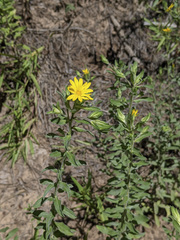 Heterotheca fulciens