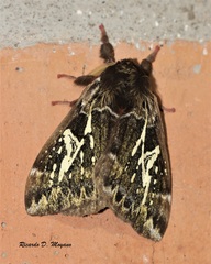 Dirphiopsis epiolina