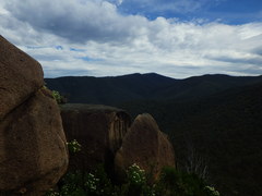 Adiantum hispidulum hispidulum