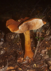 Cortinarius castoreus