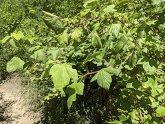 Rubus neomexicanus