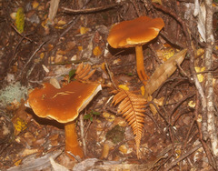 Cortinarius castoreus