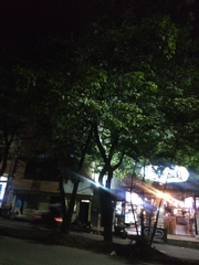 Melicoccus bijugatus