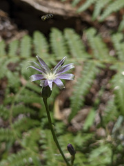 Lactuca graminifolia
