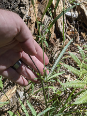 Lactuca graminifolia