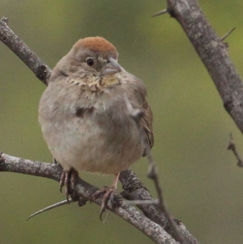 Canyon Towhee, photo 4 of 9
