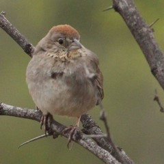 Canyon Towhee photo 5